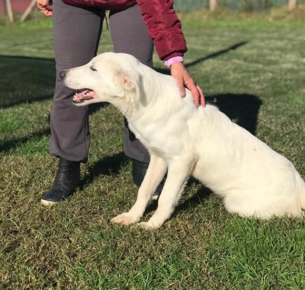 CUCCIOLO CLAY SIMIL LABRADORINO | Foto 6