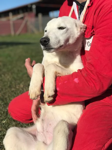 CUCCIOLO CLAY SIMIL LABRADORINO | Foto 5