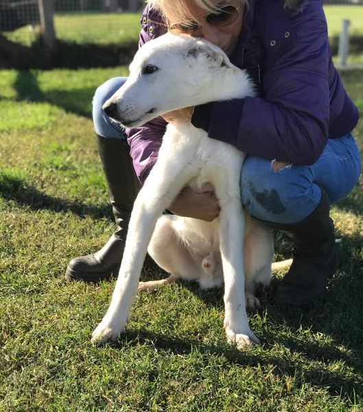 CUCCIOLO CLAY SIMIL LABRADORINO | Foto 4