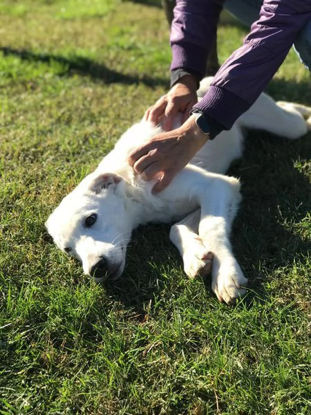 CUCCIOLO CLAY SIMIL LABRADORINO | Foto 1