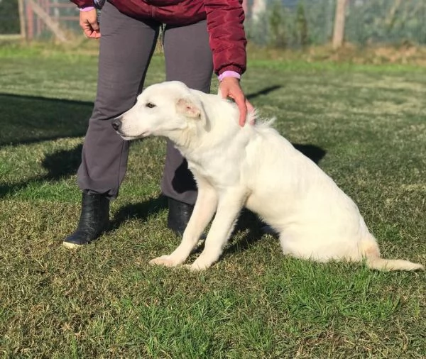 CUCCIOLO CLAY SIMIL LABRADORINO | Foto 0