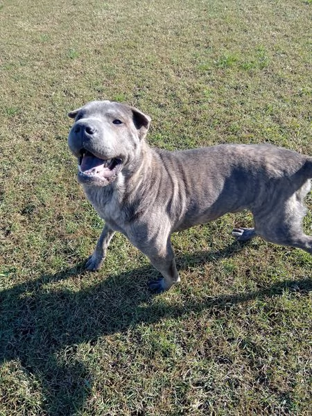 Salak stupendo shar pei grigio tigrato | Foto 6