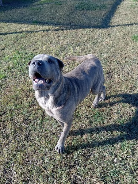 Salak stupendo shar pei grigio tigrato | Foto 5