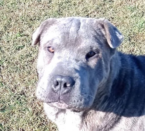 Salak stupendo shar pei grigio tigrato