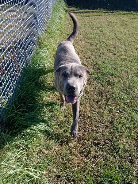 Salak stupendo shar pei grigio tigrato | Foto 3