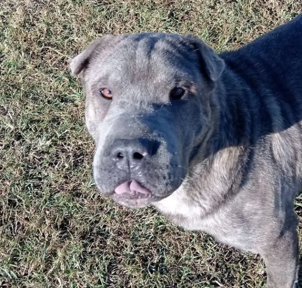 Salak stupendo shar pei grigio tigrato | Foto 2