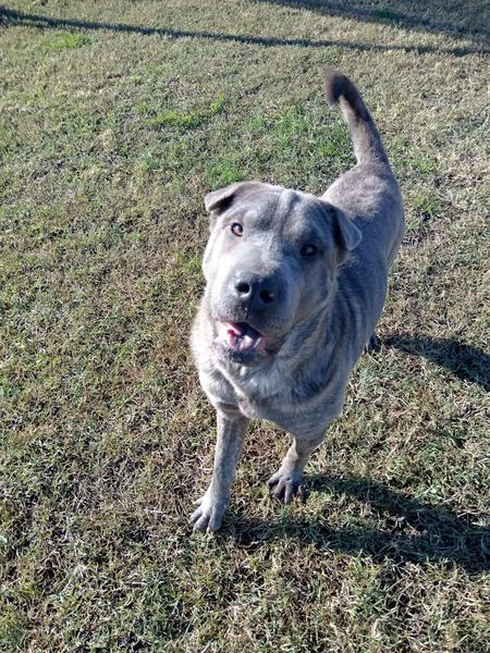 Salak stupendo shar pei grigio tigrato | Foto 1