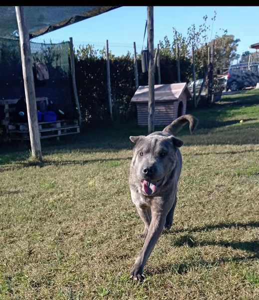 Salak stupendo shar pei grigio tigrato | Foto 0