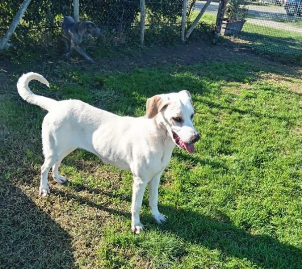 Tesla dolcissima mamma labradorina