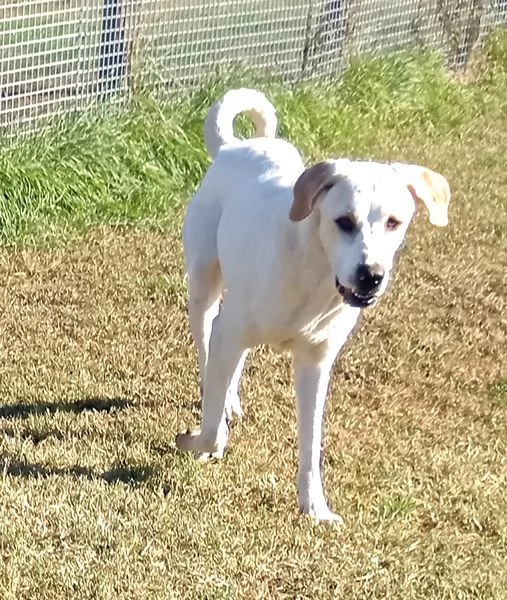 Tesla dolcissima mamma labradorina | Foto 6