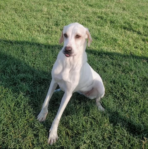 Tesla dolcissima mamma labradorina | Foto 4