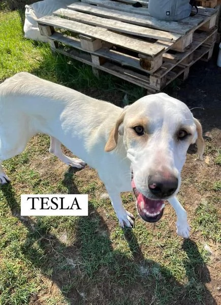 Tesla dolcissima mamma labradorina | Foto 3