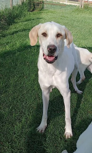 Tesla dolcissima mamma labradorina | Foto 2