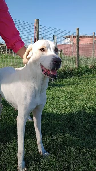 Tesla dolcissima mamma labradorina | Foto 1