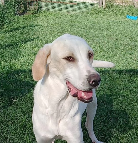 Tesla dolcissima mamma labradorina | Foto 0