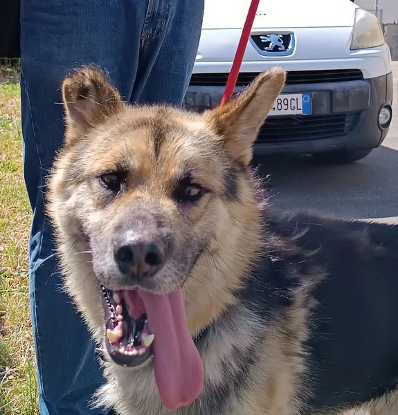 Whisky strepitoso mix Pastore tedesco husky | Foto 0