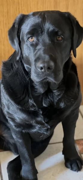 Labrador cuccioli 