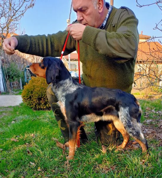 Epagneul Breton  | Foto 0