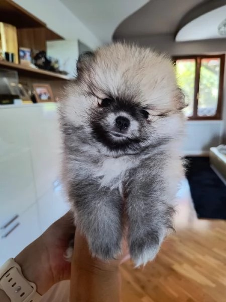 Cuccioli Volpino di Pomerania Spitz con pedigree