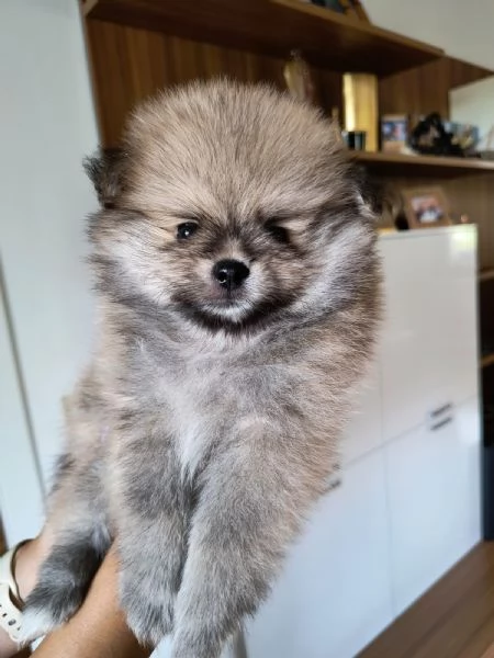 Cuccioli Volpino di Pomerania Spitz con pedigree | Foto 0