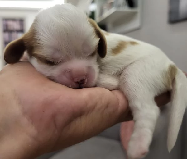 Cuccioli Cavalier King 