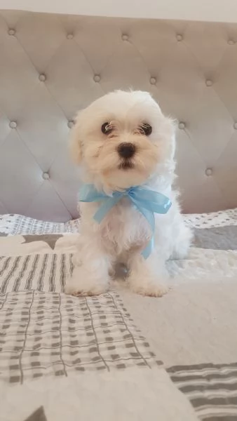 4 cuccioli Bichon Maltese | Foto 4