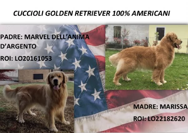 Golden retriever 100 americani 