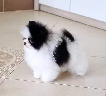 cuccioli di volpino di pomerania