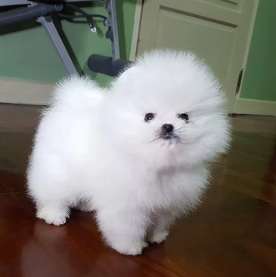 cuccioli di pomerania | Foto 0