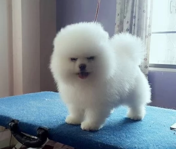 cuccioli di pomerania