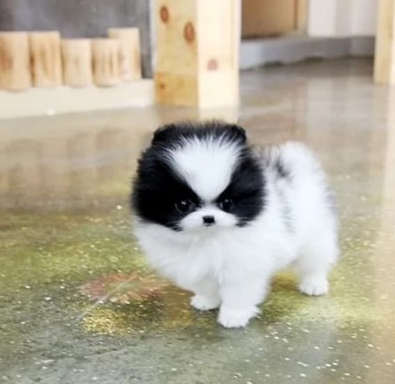 Regalo cuccioli di volpino di pomerania