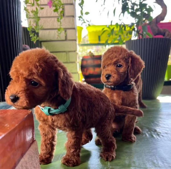 Cuccioli di barboncino nano | Foto 6