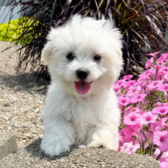 Regalo ALLEVAMENTO MALTESI TAGLIA MINI TOY Ho bellissimi cuccioli maltese pronti per loro nuove case