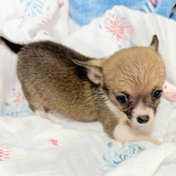 Regalo CHIHUAHUA MERAVIGLIOSI cuccioli di chihuahua ottima genealogia gia vaccinati sverminati e m