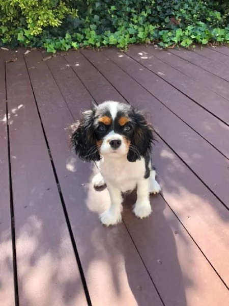 cuccioli di cavalier king femminucce e maschietti disponibili per ladozione gratuita i cuccioli son