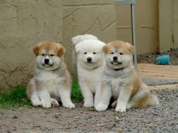 REGALO AKITA INU CUCCIOLI MASCHIO E FEMMINA Disponibili cuccioli  Ottima genealogia Caratteri sple