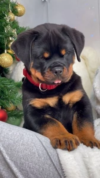 Regalo ROTTWEILER CUCCIOLI MASCHIO E FEMMINA bellissimo cuccioli di rottweiler maschio e femmina