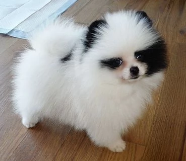 Regalo Cuccioli di volpino di pomerania Pomerania maschi e femmine vaccinati sverminati e con micro