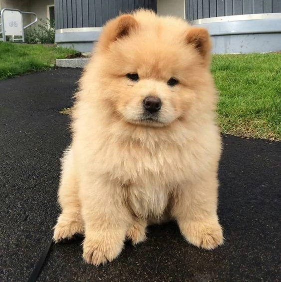 adorabili cuccioli di chow chow femminucce e maschietti disponibili  i cuccioli sono vaccinati sver