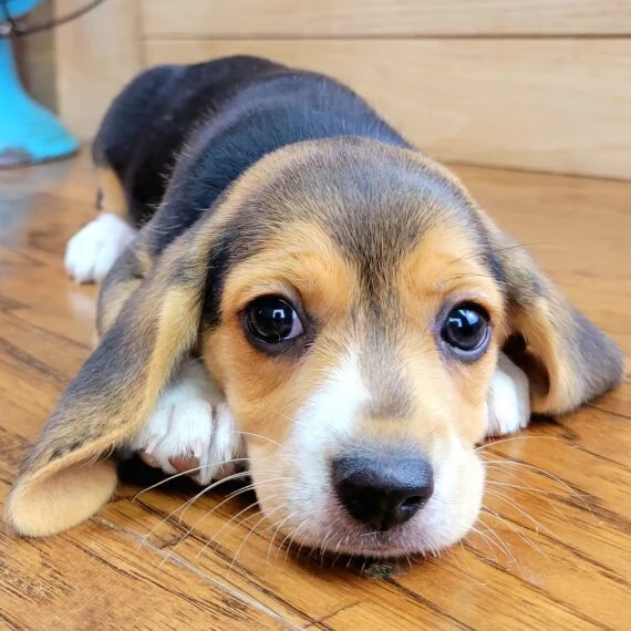 Regalo cuccioli di Beagle cuccioli di Beagle  ancora disponibili un maschio e una femmina  I cucci