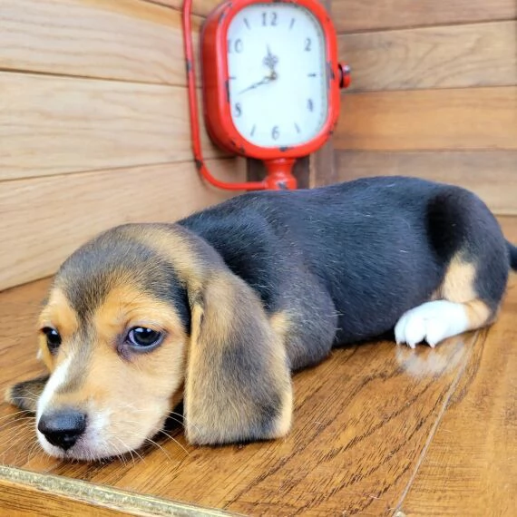 Regalo cuccioli di Beagle cuccioli di Beagle  ancora disponibili un maschio e una femmina  I cucci | Foto 1