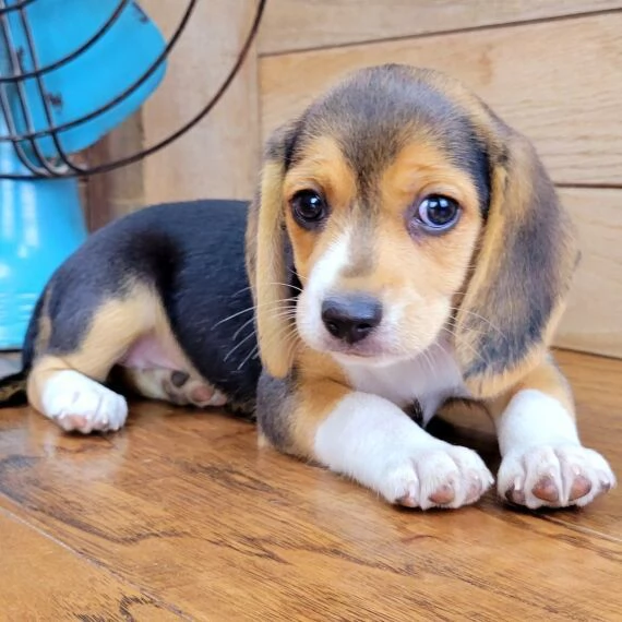 Regalo cuccioli di Beagle cuccioli di Beagle  ancora disponibili un maschio e una femmina  I cucci | Foto 0