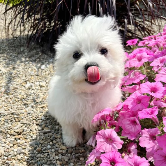 Regalo cuccioli di maltese per ladozione disponibili per una buona case i cuccioli sono ben treno  | Foto 1