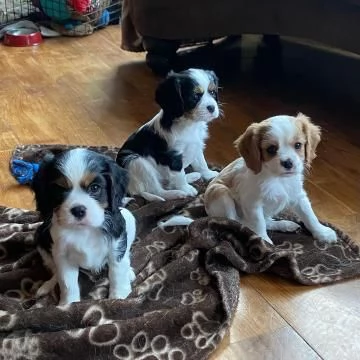 Disponibili Cuccioli di Cavalier King  | Foto 0