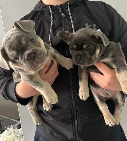 Cuccioli di Bouledogue Francese