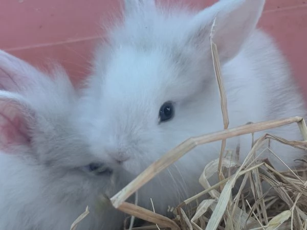 Vendo piccoli coniglietti testa di leone nani  | Foto 2