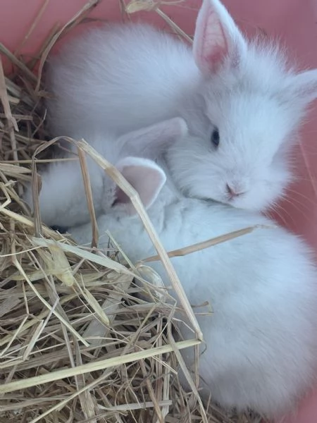 Vendo piccoli coniglietti testa di leone nani  | Foto 1