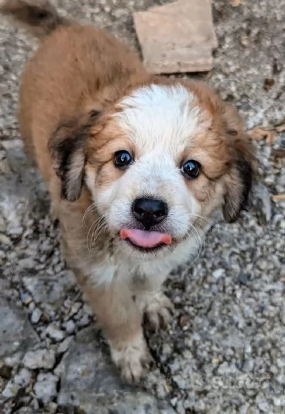 ADOZIONE MERAVIGLIOSI CUCCIOLI IN CANILE | Foto 3