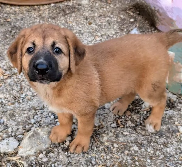 ADOZIONE MERAVIGLIOSI CUCCIOLI IN CANILE | Foto 2