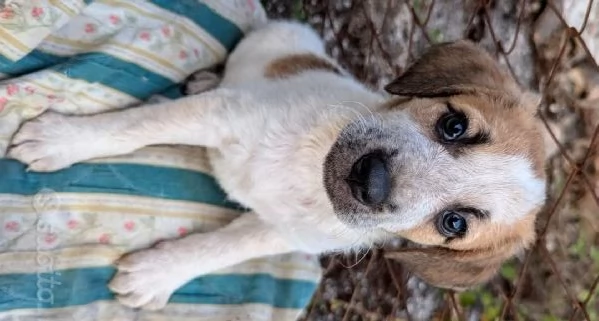 ADOZIONE MERAVIGLIOSI CUCCIOLI IN CANILE | Foto 1